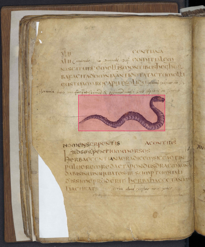 Handwritten bestiary with a snake illustration